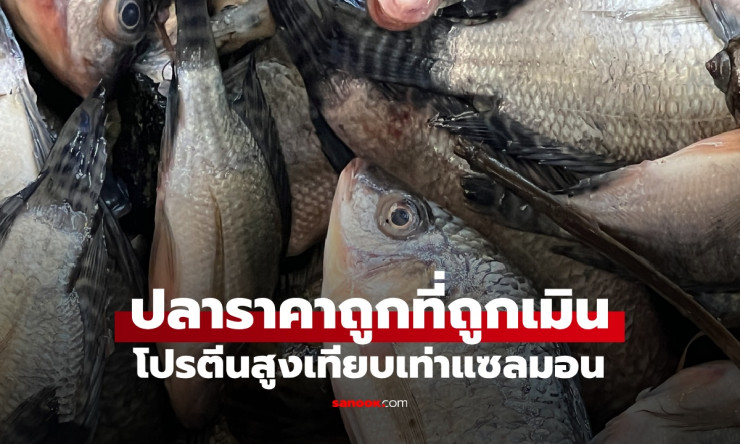 ปลานิล ปลาราคาถูกที่หลายคนเมิน แต่โปรตีนสูงเทียบเท่าแซลมอน ประโยชน์เกินคาด