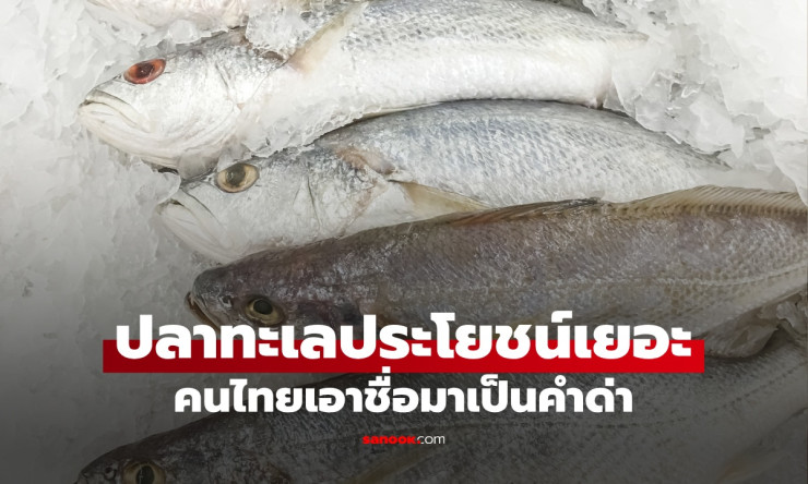 ปลาจวด ปลาทะเลบำรุงสมองชั้นยอดที่คนไทยคุ้นเคยดี เพราะชื่อกลายเป็นคำด่า