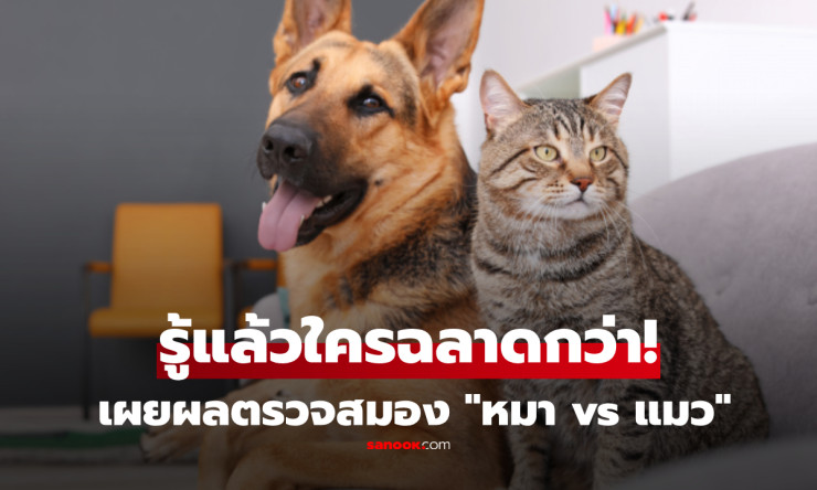 ช็อก! ผลสแกนสมอง หมา vs แมว เผยแชมป์ตัวจริง ใครฉลาดกว่ากันแน่? สายพันธุ์ยอดฮิตชนะขาด!
