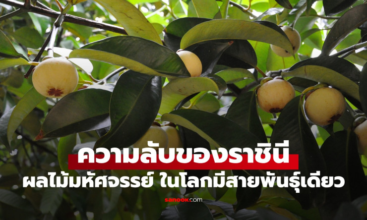 ช็อกโลก! มังคุดราชินีผลไม้ไทย มีสายพันธุ์เดียวในโลกเท่านั้น?! ความลับมหัศจรรย์ที่คุณไม่เคยรู้