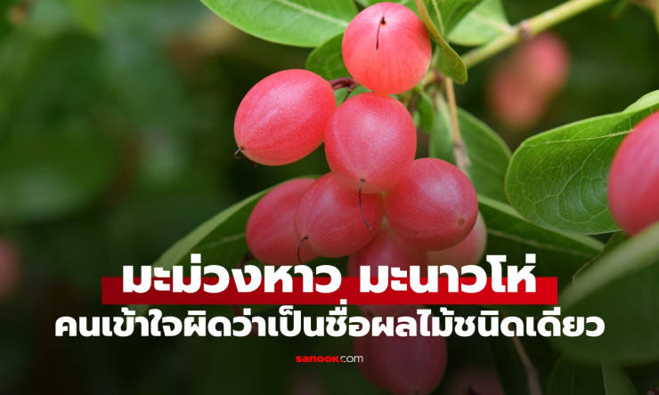 เปิดที่มา “มะม่วงหาว มะนาวโห่” ที่หลายคนเข้าใจผิดว่าเป็นผลไม้ชนิดเดียว! จริงๆ แล้วคืออะไรแน่?