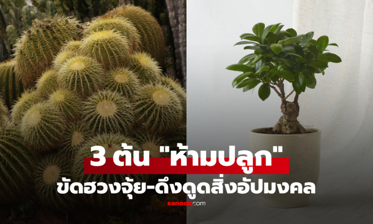 3 ต้นไม้ห้ามปลูกหน้าบ้าน! กูรูฮวงจุ้ยเตือนหนัก ขวางโชค ขัดลาภ แถมเสี่ยงดึงพลังลบเข้าบ้านแบบไม่รู้ตัว