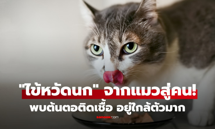 ทาสแมวต้องอ่าน! ไข้หวัดนก H5N1 แพร่จากแมวสู่คนครั้งแรก จุดเสี่ยงใกล้ตัวกว่าที่คิด แถมพบติดเชื้อแล้ว 