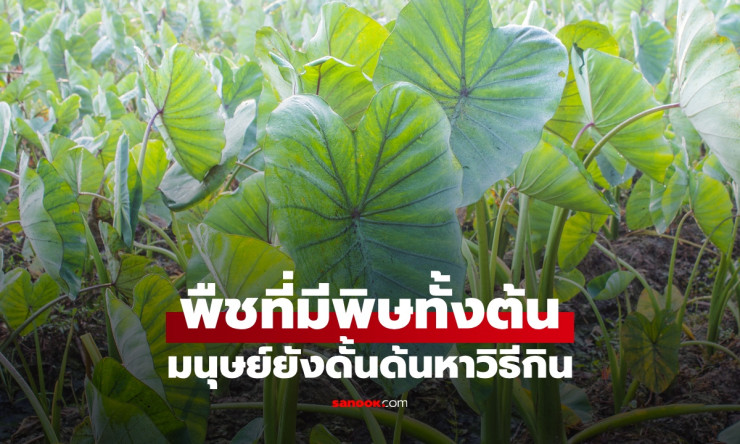 พืชยุคหินมีพิษร้ายแรง แต่มนุษย์โบราณยังดั้นด้นกินให้สำเร็จ! วิธีไหนที่ทำให้มันกลายเป็นซูเปอร์ฟู้ดในป
