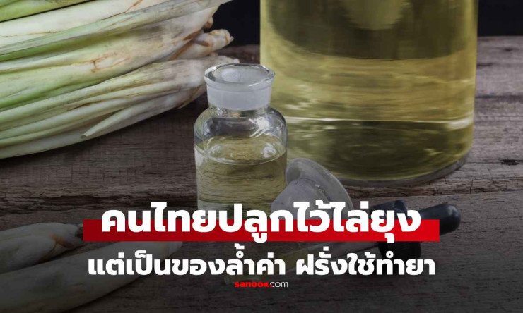 ตะไคร้หอม สมุนไพรไทยไล่แมลงที่ต่างชาติใช้ทำยา ราคาพุ่งสูง!