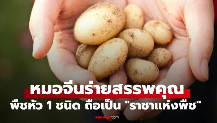 มันฝรั่ง: ราชาแห่งพืชในมุมมองแพทย์แผนจีน
