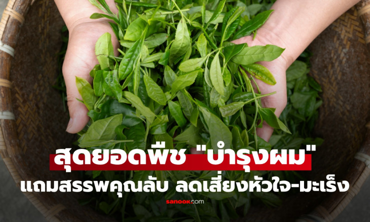 ใบฝรั่งใบเดียวจบ! ลดผมร่วงหยุดชะงัก ผมงอกใหม่ดกดำ แถมต้านมะเร็งลับสุดยอด ใครๆก็ทำตามได้