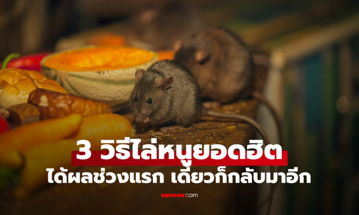 ไล่หนูในบ้านให้สิ้นซาก! 3 วิธียอดฮิตที่คิดว่าเด็ด แต่ผู้เชี่ยวชาญเตือน เดี๋ยวมันก็กลับมา ทำยังไงให้ถ